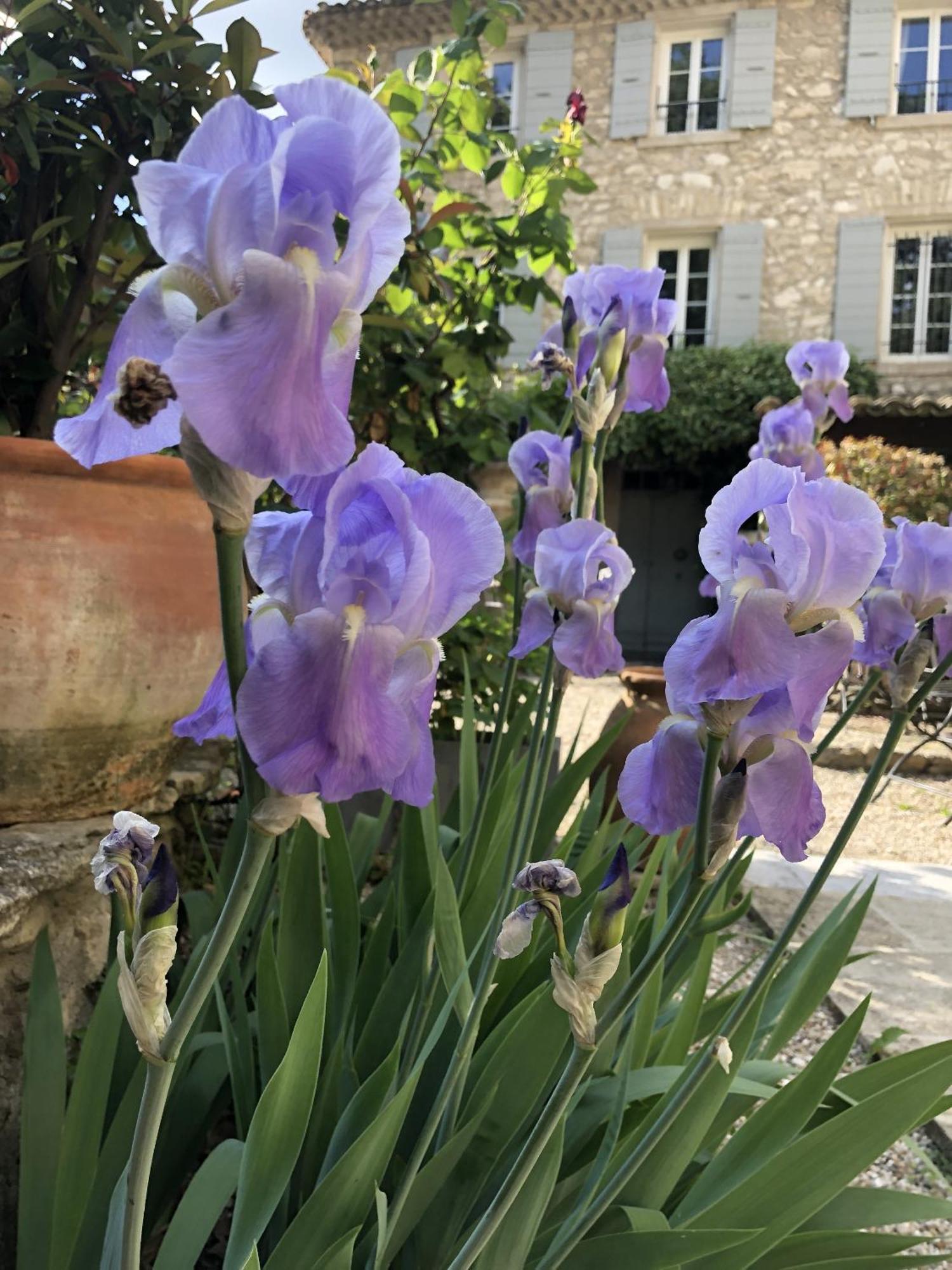 La Figuiere Fontaine De Vaucluse Bed and Breakfast Exteriör bild